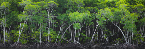 istock Mangrove Forest, Port Douglas 1309103704