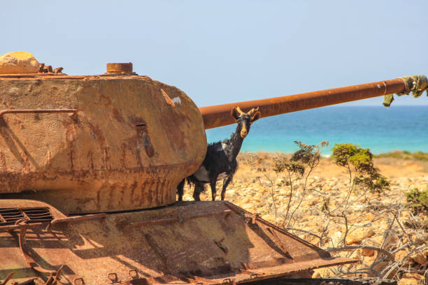 la capra sul vecchio carro armato russo abondoned - yemen foto e immagini stock