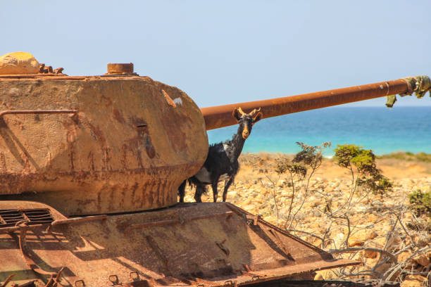 koza na starym abondoned rosyjski czołg - yemen zdjęcia i obrazy z banku zdjęć