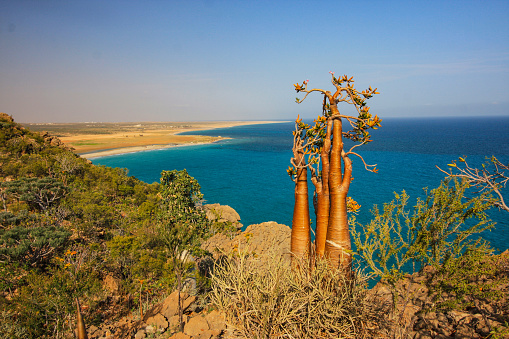Desert Rose trees in Socotra Island of Yemen, Middle East