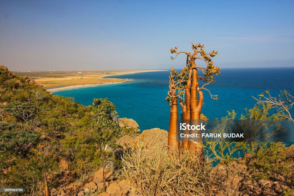 Desert Rose trees Desert Rose trees in Socotra Island of Yemen, Middle East Adenium Obesum Stock Photo