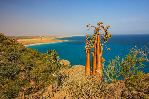Desert Rose trees Desert Rose trees in Socotra Island of Yemen, Middle East adenium obesum photos stock pictures, royalty-free photos & images