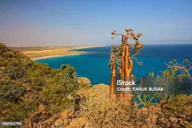 Desert Rose Trees Stock Photo - Download Image Now - Adenium Obesum, Beach, Socotra