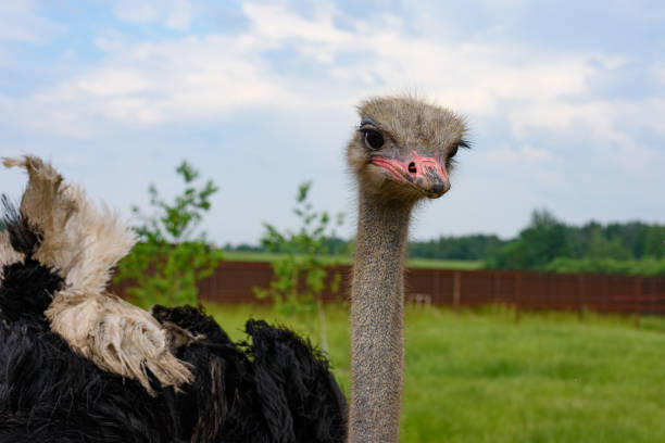 Ostrich Ostrich close-up, shallow depth of field ostrich farm stock pictures, royalty-free photos & images