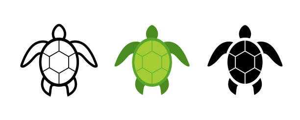 illustrazioni stock, clip art, cartoni animati e icone di tendenza di icona tartaruga. set di icone delle tartarughe. collezione di vettori di tartarughe - turtle