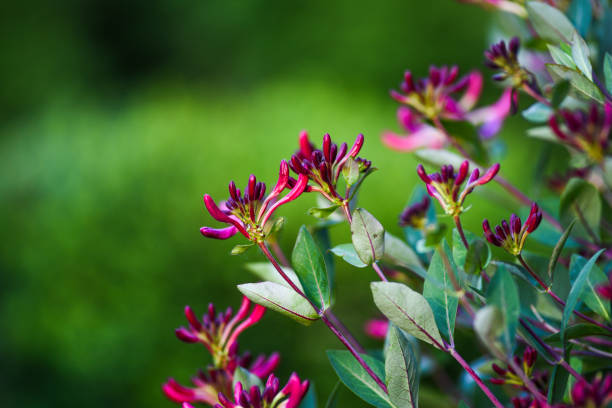 flor de lonicera rosa que florece en el jardín, temporada de primavera. - honeysuckle pink fotografías e imágenes de stock