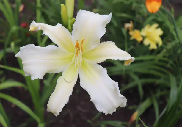 Heavenly Angel Ice. Luxury flower daylily in the garden close-up. The daylily is a flowering plant. Edible flower. Daylilies are perennial plants. They only bloom for 24 hours. Nature concept.