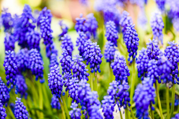 Blooming spring purple muscari flowers. Blooming spring purple muscari flowers. grape hyacinth stock pictures, royalty-free photos & images