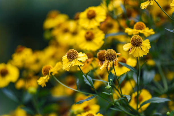 istock Yellow helenium blooming on the summer field. 1309106723