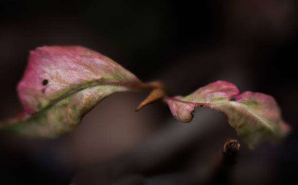 pink green new bud leaf creative blur closeup