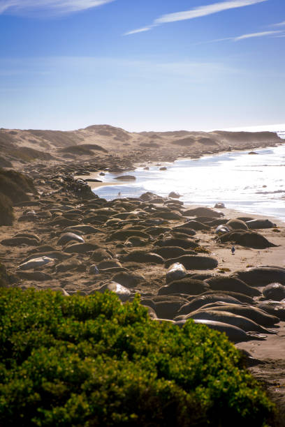istock Elephant Seals In Northern California 1309107518