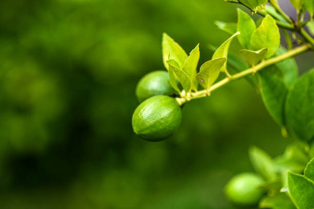 Ripened lemon tree in the garden.