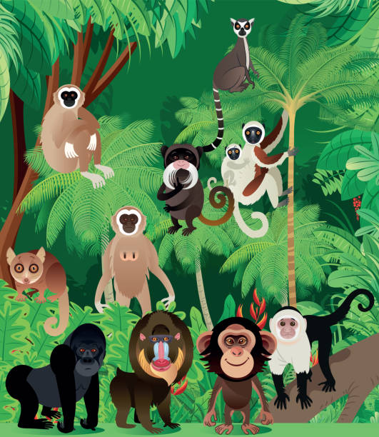 illustrations, cliparts, dessins animés et icônes de forêt tropicale humide et primates - drill