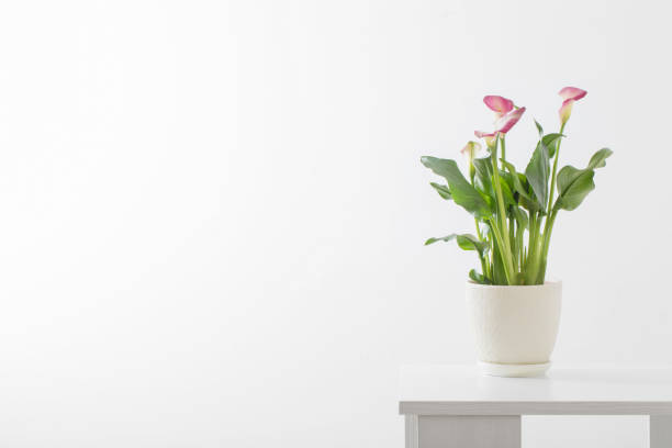 istock pink calla lily in flower pot on white background 1309108786