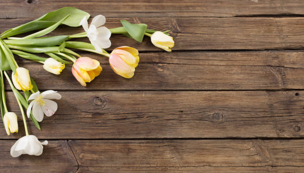 istock beautiful tulips on old dark wooden background 1309108842
