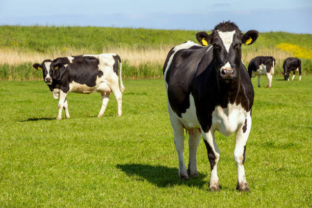 istock Cattle cows grazing on farmland. 1309110129