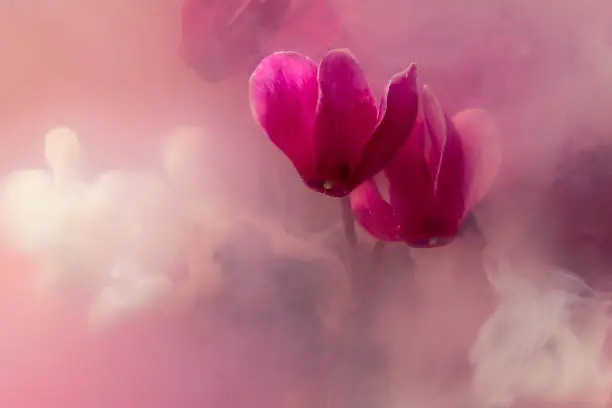 Cyclamen persicum, violets, cyclamens, close-up of flowers under water with ink and bright color, picture background, diffuse colored fog, clouds with flowers and leaves, motif spring with text space, violets, cyclamens, cyclamen persicum, horizontal