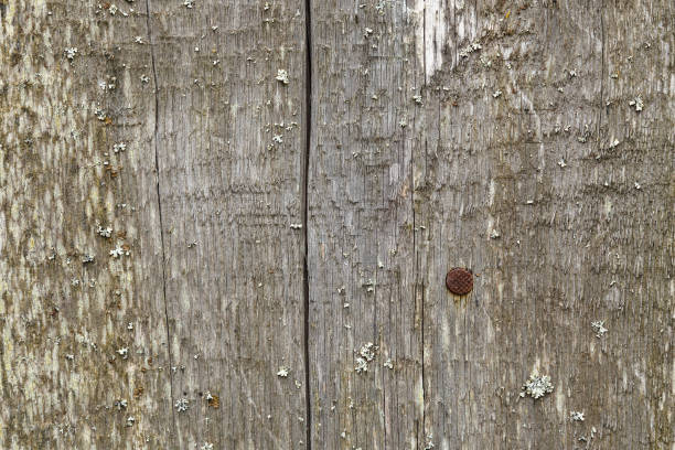 istock Old wooden boards. Wood texture 1309110732