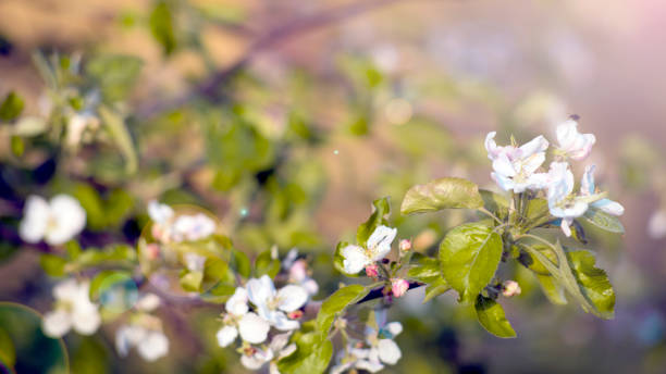 istock Apple blossom flowers in spring, blooming on young tree branch. Spring blossom background. Large branch with white apple tree flowers in full bloom. Springtime 1309111891