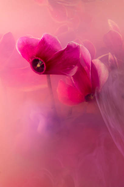 istock violets cyclamen color 1309112950