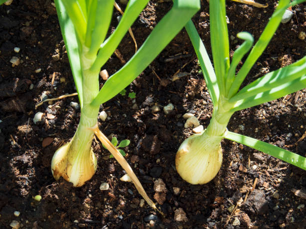 istock Onions in the orchard 1309113091