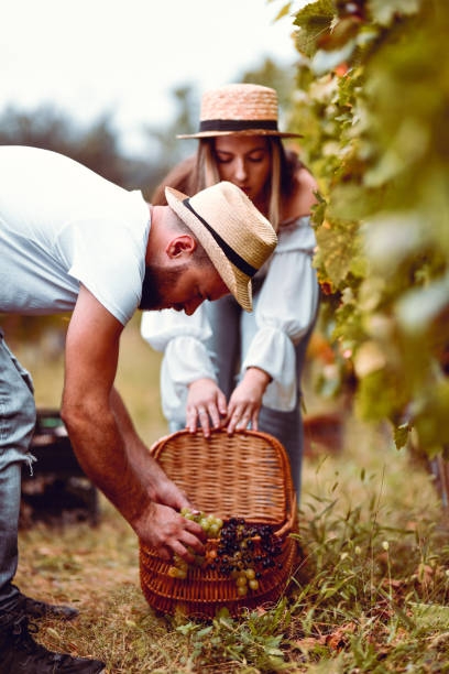istock Cute Couple Sorting Freshly Harvested Grapes In Basket 1309113227