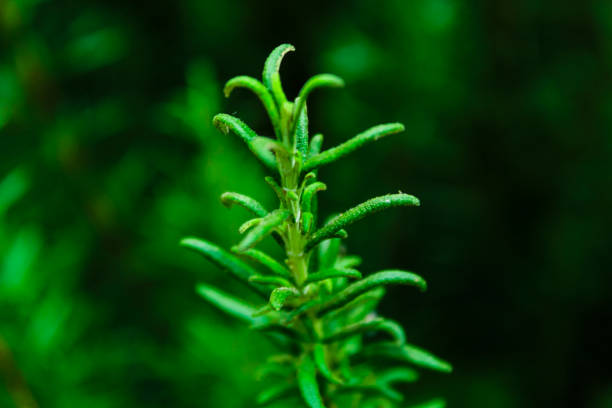 istock Rosemary plant. Green. 1309114216