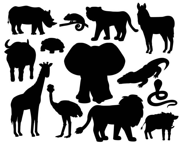 set von savannah tiere silhouetten auf weißem hintergrund. tiger, löwennashorn, gemeine warzenschwein, afrikanische büffel, schildkröte, chamäleon, zebra, strauß, elefant, giraffe krokodil, kobra. - elephant water vector animals in the wild stock-grafiken, -clipart, -cartoons und -symbole