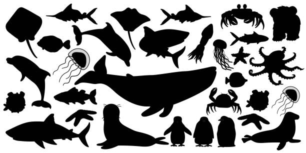 illustrazioni stock, clip art, cartoni animati e icone di tendenza di grande set di vettori silhouette cartone animato isolato oceano marino animali del nord. balena, delfino, squalo, pastinaca, medusa, pesce, stelle, granchio, pulcino pinguino reale, polpo, foca orsina, cucciolo di orso polare su bianco. - animal large cartoon fish