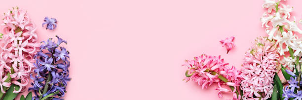 istock Flowers festive composition. Pink Spring or Easter Floral Background. Beautiful hyacinths flowers, Hello spring concept 1309116078