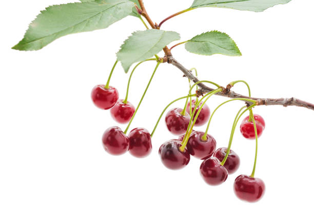 istock Many red cherries on a branch with leaves. 1309116302