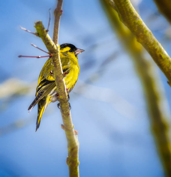 istock Male black-headed goldfinch 1309116854