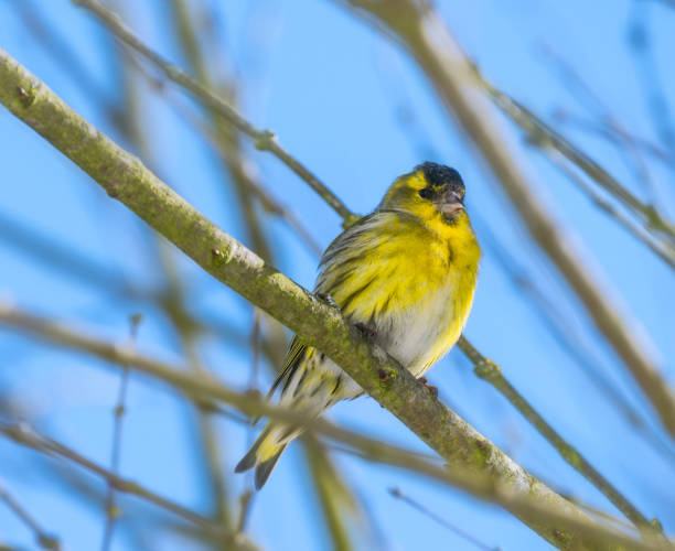 istock Male black-headed goldfinch 1309117620