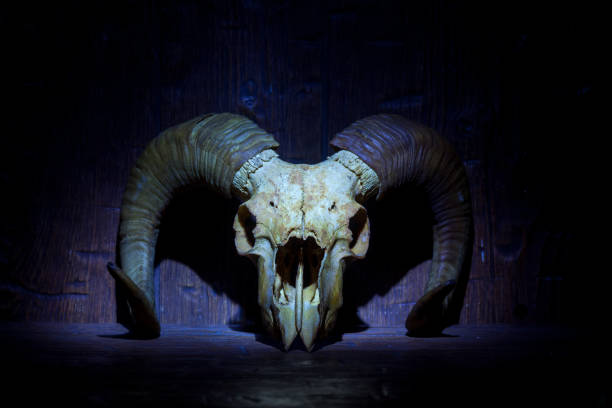 istock Blue old ram skull on blue wooden wall 1309118874