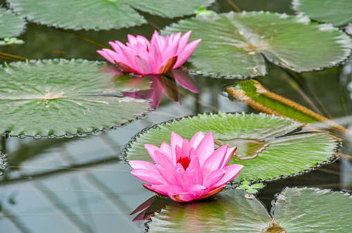 Pink water lily in greenhouse in Kew botanical gardens, London, UK