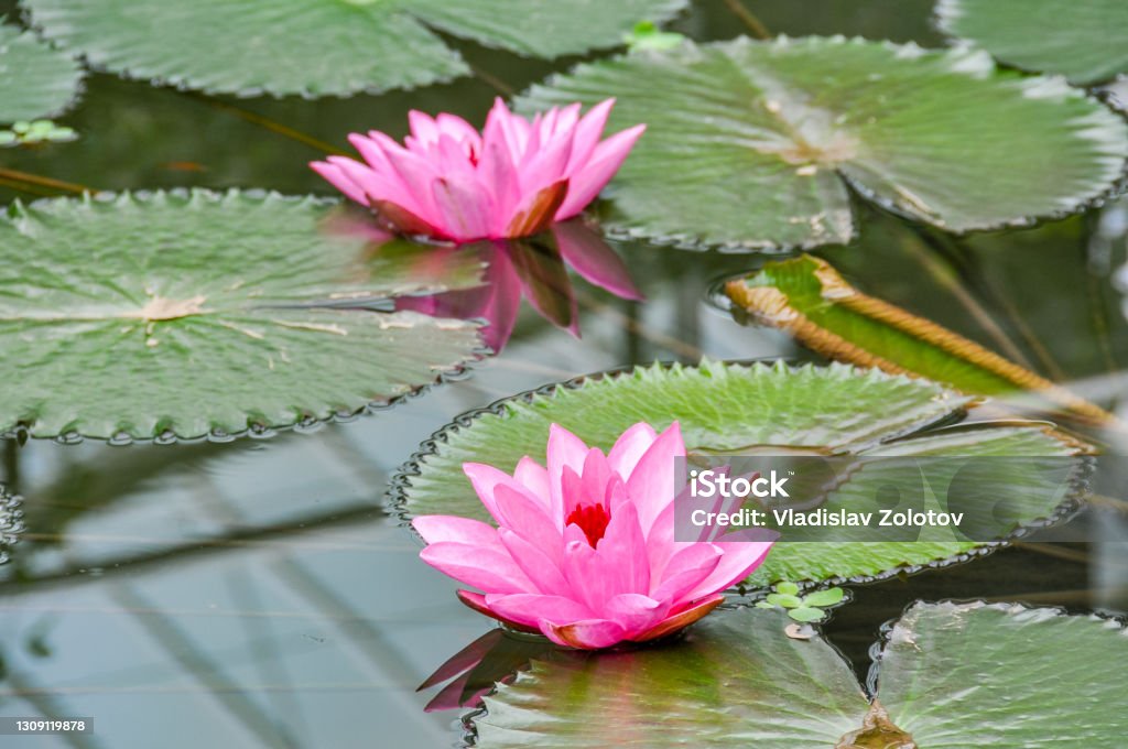 Pink water lily in greenhouse in Kew botanical gardens, London, UK Water Lily Stock Photo