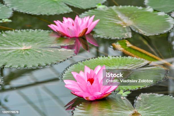 Pink Water Lily In Greenhouse In Kew Botanical Gardens London Uk Stock Photo - Download Image Now