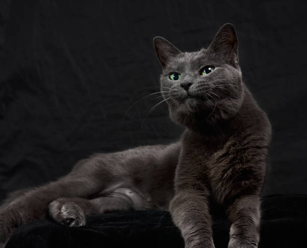 istock Dark gray cat on the black background 1309120822