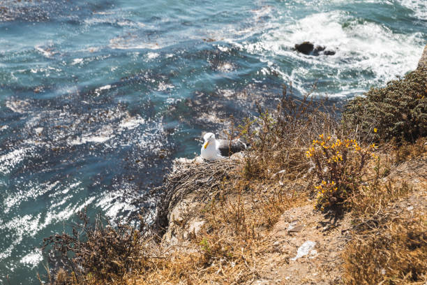 Selective focus shot of California gull nesting on the seashore