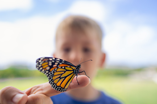 Boy releasing butterfly back to the nature.