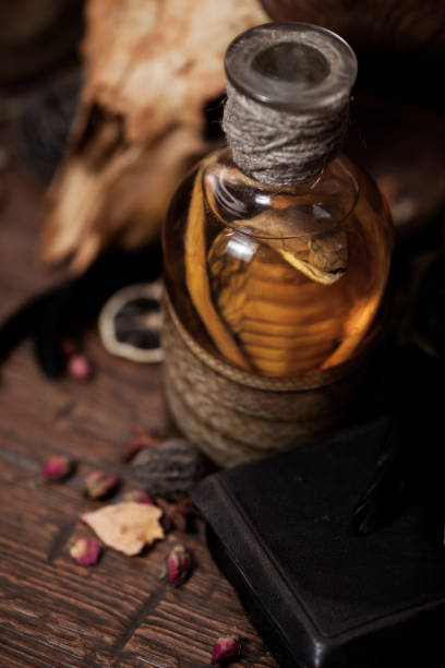 istock Vintage witchcraft still life with snake cobra and skull. 1309122438