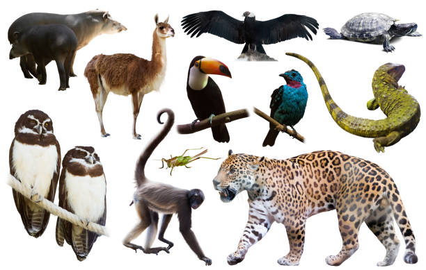 istock Fauna of South America set 1309123768