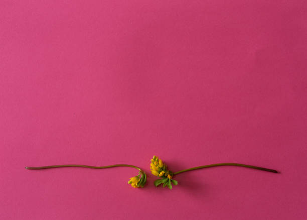 Pequeñas flores amarillas están sobre un fondo rosa. - foto de stock