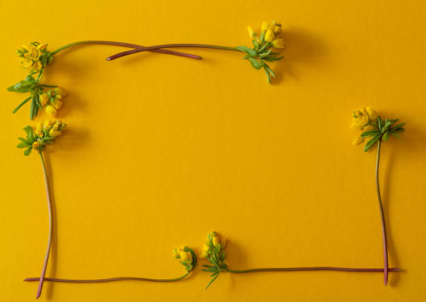 부활절, 생일 또는 어머니의 날을 위해 노란 꽃이 있는 카드입니다. 스톡 사진