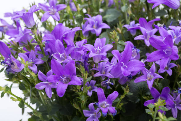 istock Dalmatian bellflower 1309125289