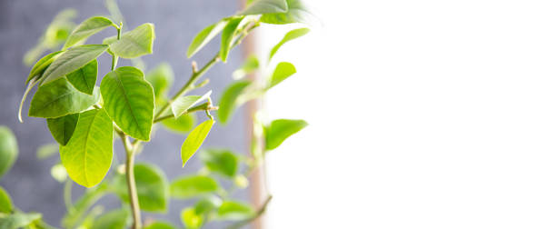 istock Indoor plant lemon tree, illuminated by the sun. Banner with copy space. 1309125568