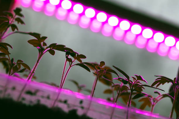 istock Tomato seedlings grow in boxes under uv lamp 1309126974