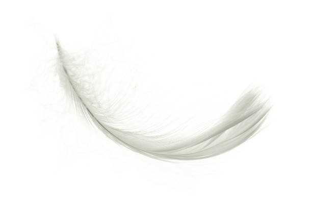 feder abstrakt. natur vogel feder textur nahaufnahme isoliert auf weißem hintergrund in makrofotografie, weicher fokus. elegante ausdrucksstarke künstlerische bild fragilität der natur. - feather white macro bird stock-fotos und bilder