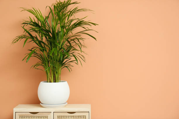 Beautiful exotic house plant on drawer against color background. Space for text Beautiful exotic house plant on drawer against color background. Space for text areca stock pictures, royalty-free photos & images