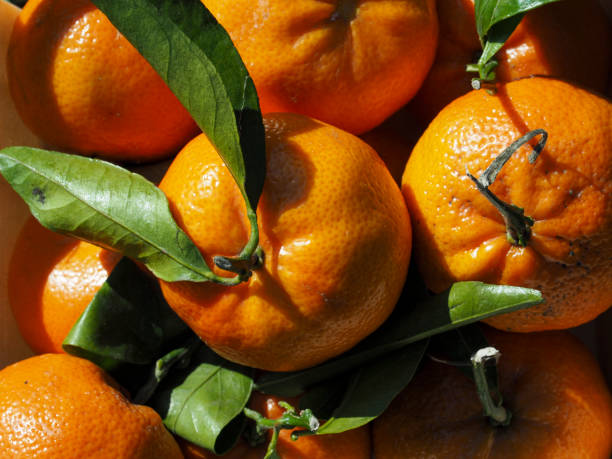 istock Box of oranges with leaves 1309130394